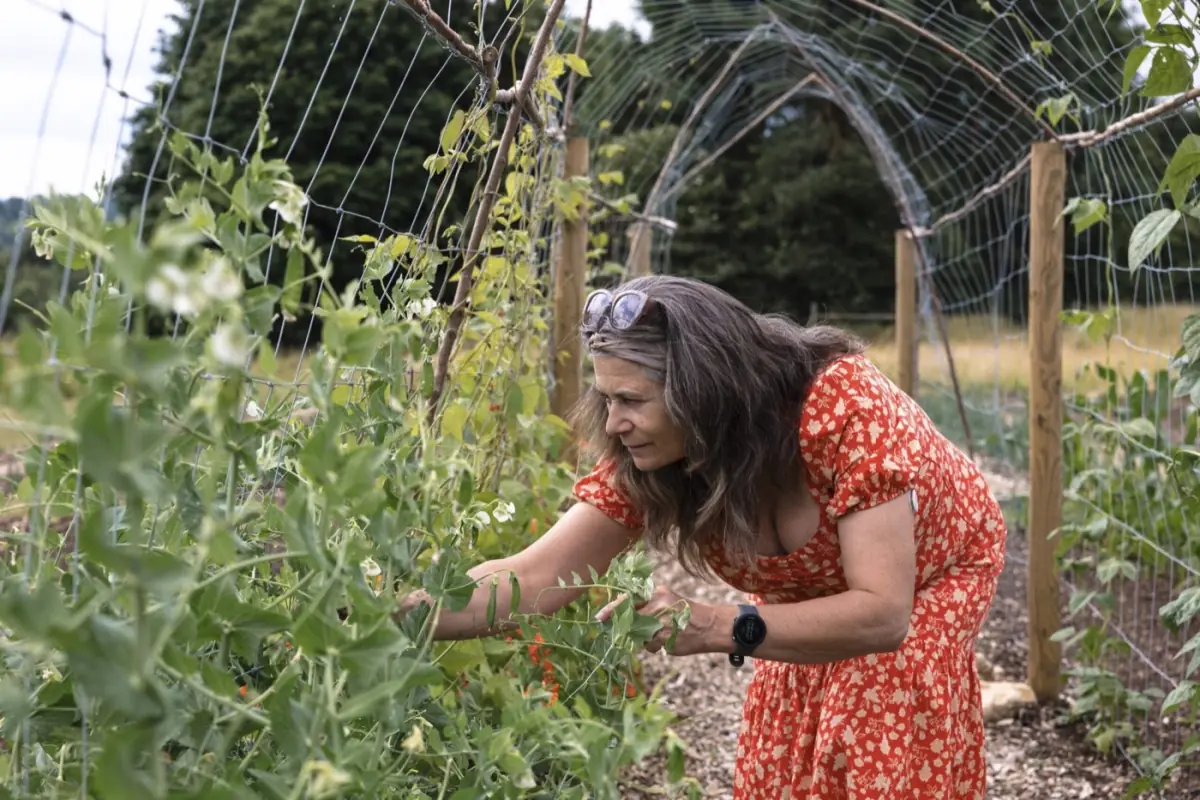A gardener picking beans in the kitchen garden at Combe Grove, where the food for the programmes is grown